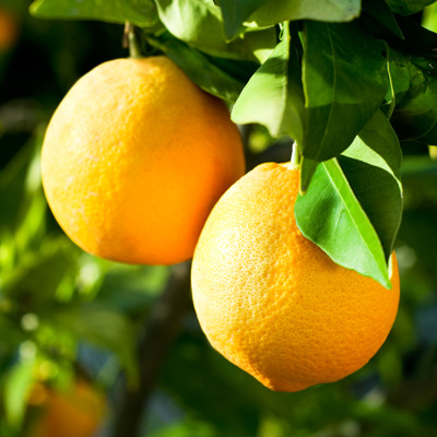 img25